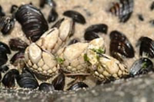 gooseneck barnacle